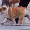 Bruiser in the Non Sporting Group comp.