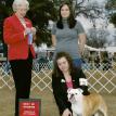 Bambi winning Best of Winners Ocala Jan 2009