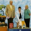 Bambi winning Best of Winners April 2009