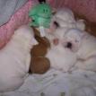Baybee x Tate litter