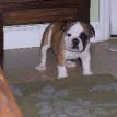 Bosco