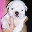 Cherishabull's Heidi Girl