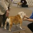 Bambi at the Beckley WV Kennel club show