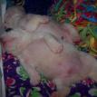 We love puppy bellies